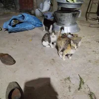 گربه روستا