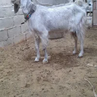 فروش. بز رش سوز دورگ پاکستانی درشت