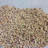 انجیر|خوردنی و آشامیدنی|رونیز, |دیوار
