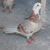ماده شازده زرد گم شده