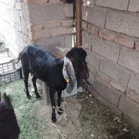 گوسفندفروشی