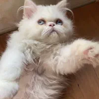 گربه|گربه|بجنورد, |دیوار