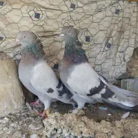 یک جفت نروماده کاغذی و گچی