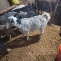 بز چاق چاق مخصوص شب یلدا