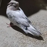 یک دسته کبوتر