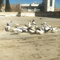 دسته کفتربهبهانی رنگی