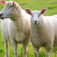 گوسفندf