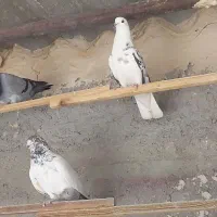کبوتر|پرنده|قدس, شهر‌قدس|دیوار