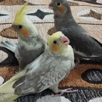 پرنده|پرنده|لاهیجان, لفمجان|دیوار