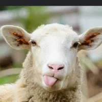 گوسفند گمشده