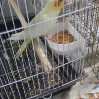 فروش عروس هلندی