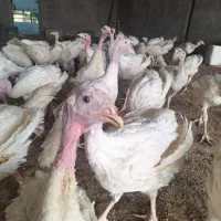 بوقلمون بیوتی ۱۰۰روزه سالم وسرحال