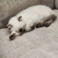 گربه|گربه|نسیم‌شهر, |دیوار