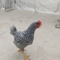 نیمچه خروس آمروک وگلین لری