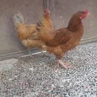 مرغ تخم گذار لری