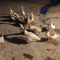 فروش ۹عددغاز جفتی ۴تمن