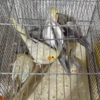 عروس هلندی