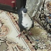 کفتر زاغ دم سفیدکاکلی و سینه سیاه کاکلی