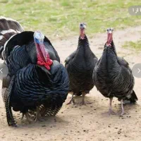 بوقلمون ماده تخم گذار برنز