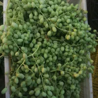غوره|خوردنی و آشامیدنی|بناب, |دیوار