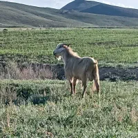 نربز سانن