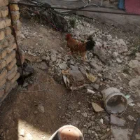 سه عدد خروس بفروش میرسد صحیح و سالم
