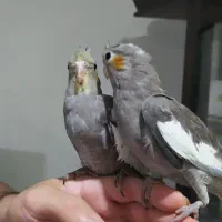 عروس هلندی،جوجه دانه خور.