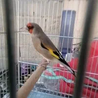سهره.