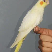 عروس هلندی سرلاکی