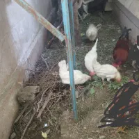 مرغ سفید تخم گزار جوان ویک عدد خروس