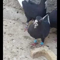 کفتر معاوضه با ساعت
