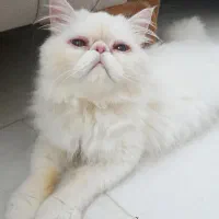 پرشین ماده