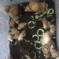 فروش حلزون