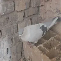 کفتر چپ|پرنده|بافق, |دیوار