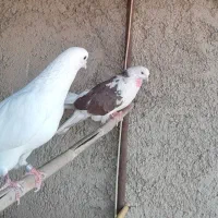 کفتر