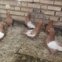 سینه زرد پرتقالی
