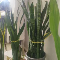 گل های آپارتمانی