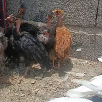 جوجه مرغ