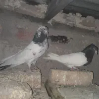 کبوتر