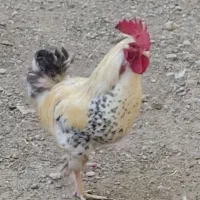 مرغ و خروس