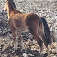 فروش مادیان