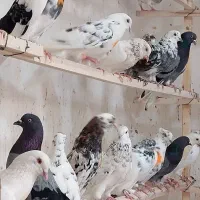 کفتر تهرانی پرشی کاظم شاهمرادی