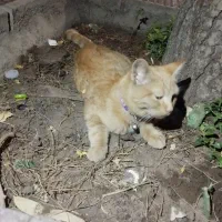 گربه پیدا شده