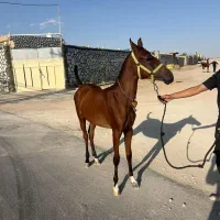 کره ماده