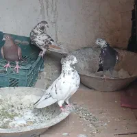 دو جفت کبوتر