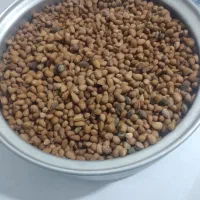 بادام کوهی یا همان الوک کیلو ۲۵۰
