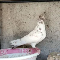 کبوتر تهرانی