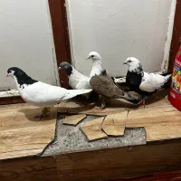 کبوتر|پرنده|قزوین, |دیوار