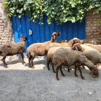 گوسفند. بره گوشتی پرواری