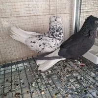 کفتر|پرنده|آباده, |دیوار